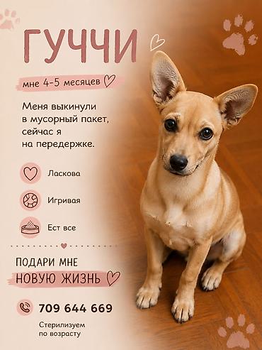 Иттер: Ит бекер берилет: 4 айлык, Ургаачы — 1