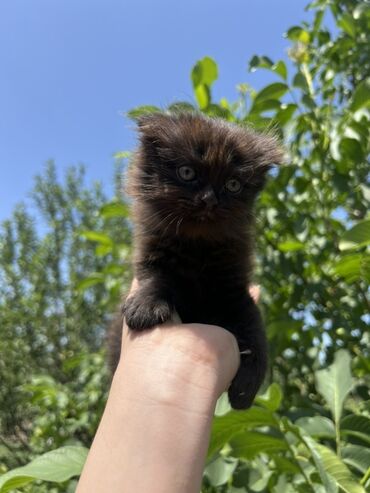 ирландские коты: 2 месяца, Девочка, Черный, Приучена к лотку, Проглистована