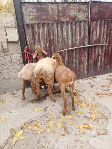 объявления о найденных животных: Продаю | Ягненок | Арашан, Полукровка | Для разведения | Племенные