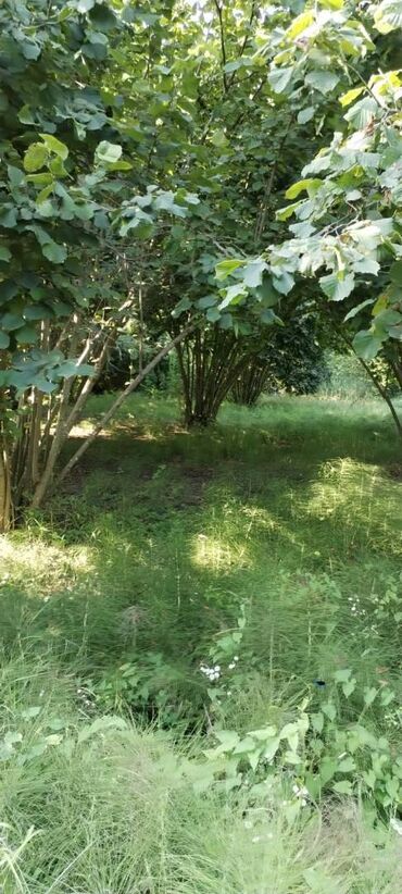 Torpaq sahələrinin satışı: 54 sot, Kənd təsərrüfatı, Kupça (Çıxarış) — 9