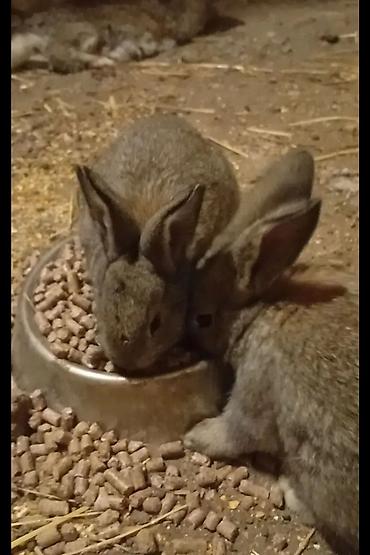 quzu qiyməti: Salam təmiz qan ətlik Flandr (Flemish Giant) yenidən doğuş olub — 5