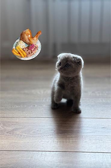 котенок кант: Скотиш Фолд (Шотландская вислоухая), 2 месяца, Девочка, Голубой, Приучена к лотку, Проглистована — 1
