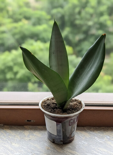 Otaq bitkiləri: Сансивьера голубая — 1