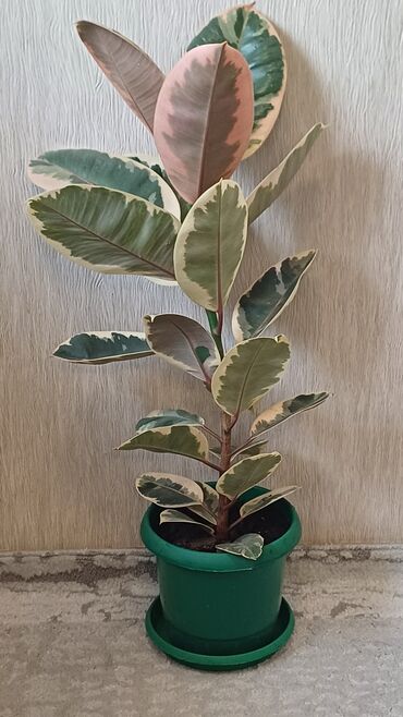 Фикусы: Фикус эластика. Триколор. - Высота растения: примерно 60–70 см от — 5