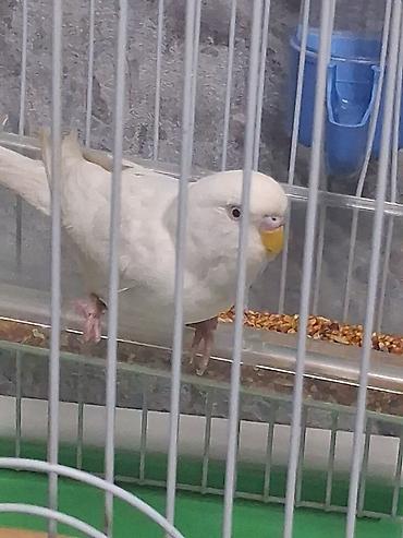 rengli quslar: Valnisti maya cavan sağlam diri quşdu tək qalıb deye satılır real — 4