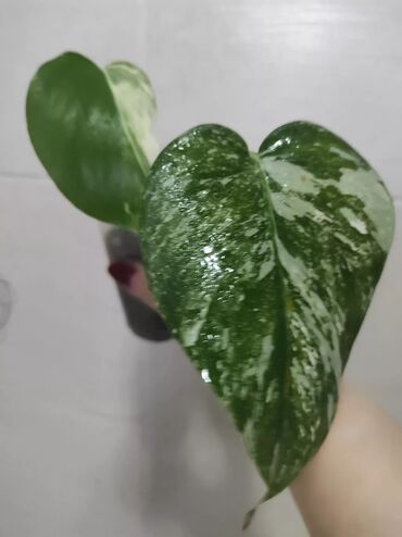 Садовые цветы и кустарники: Саженцы цветка: Флоксы — 25