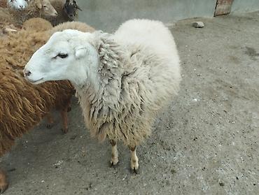 Qoyunlar, qoçlar: Erkək, il: 2, Damazlıq — 6