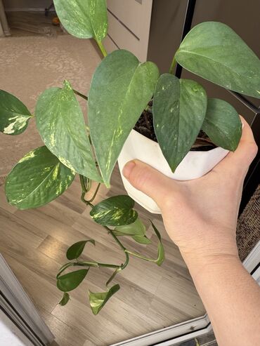 Otaq bitkiləri: Güllər satılır dibçəkdə, hamısını götürənə endirim. Birinə aiddir — 8