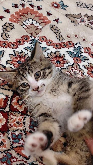 Pişiklər: Erkək, Ünvandan götürmə — 9