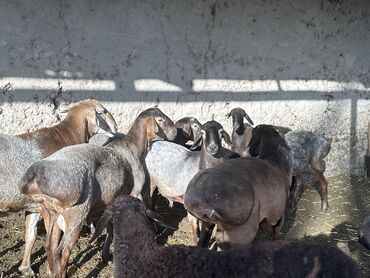 Бараны, овцы: Продаю | Баран (самец) | Гиссарская | На забой, Для разведения