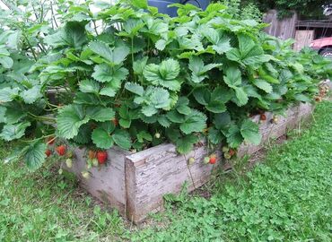 Semena i ulične biljke: Prodajem sadnice stalnoradjajuce jagode Zelite da jedete sveze jagode