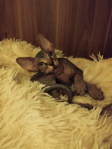 Pişiklər: Sfinks — 7