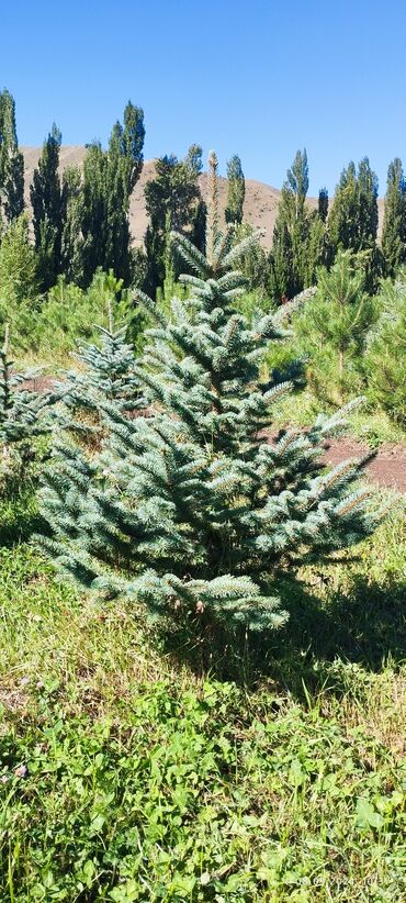Декоративные деревья: Саженцы деревьев: Ели, Бесплатная доставка — 18