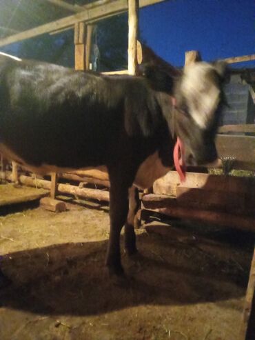 собачий дом: Сатам | Уй (ургаачы) | Сүт алуу үчүн | Асыл тукумдуу lalafo.kg да собачий дом: Сатам | Уй (ургаачы) | Сүт алуу үчүн | Асыл тукумдуу