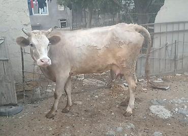 inək sagan: Yanı balalı maldı qapımın malıdı yanında dişi balası 8-9 litrdə süd — 4
