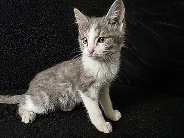 кошка домашняя: Котята.только в добрые руки!Не игрушка для ребёнка!Кара-Балта - — 1