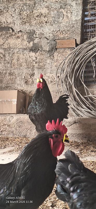 qaz farm: Xoruz, il: 1 — 3