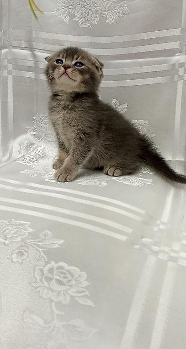 Pişiklər: Şotland — 12