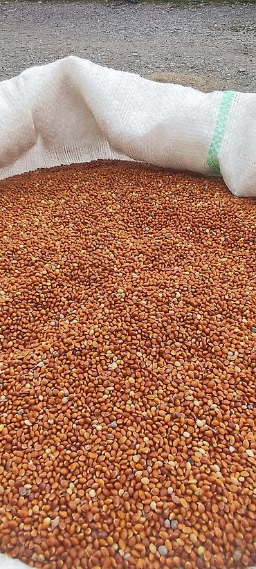 heyvan yemləri: Qırmızı darı yüksek keyfiyyətli təmizlənmiş darıdırBitişi yüz — 1