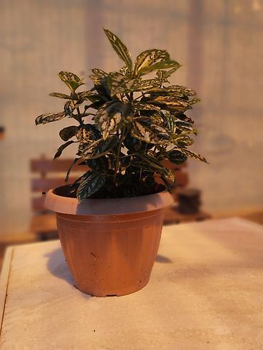 Комнатные растения: Арбуз. Пилея Кадье (Pilea cadierei), также известная как — 2