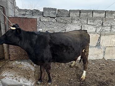 Коровы, быки: Продаю | Корова (самка) | Для молока | Привязанные — 4