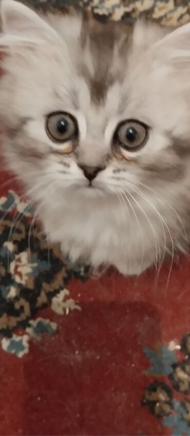мраморный вислоухий кот: Шотландская кошечка продается . Родители клубные имеют родословные