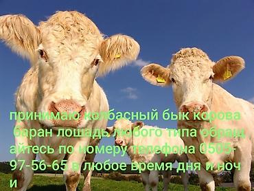 ат жаныбар: Колбаса цехи : Уйлар, букалар, | Күнү-түнү — 1