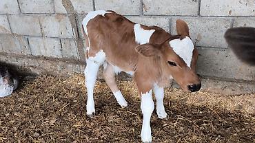 Коровы, быки: Продаю | Бык (самец) | Симментальская | Для разведения — 3