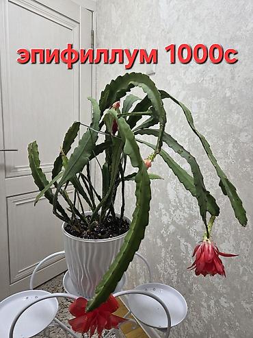 мала навесной: Полка, этажерка для цветов, Новый, Железо, Самовывоз — 10
