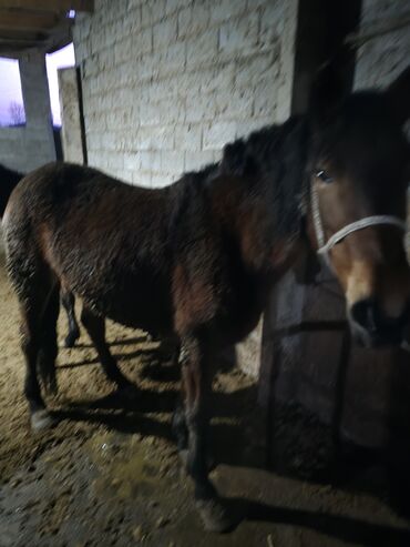 Лошади, кони: Продаю | Кобыла (самка) | Рабочий — 12
