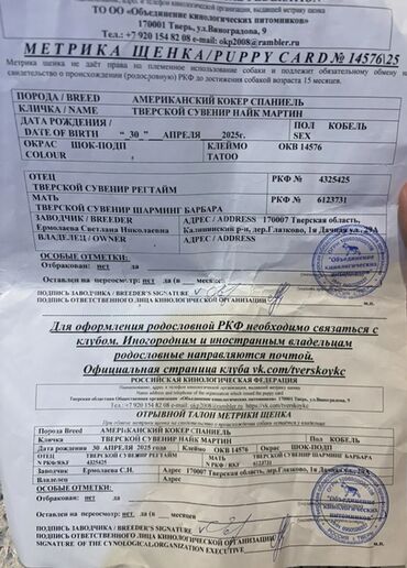 İtlər: Koker spaniyel, Erkek, Sənədli — 10