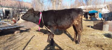 Коровы, быки: Продаю | Тёлка, Музоо, торпок | Абердин-ангус | На откорм | Искусственник — 9