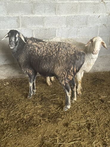 лоток для животных: Продаю | Овца (самка) | Эдильбаевская, Гиссарская | Для шерсти, На забой, Для разведения | Матка