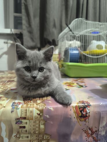 кошка с разными глазами: Скотиш Страйт (Шотландиялык тик кулактуу), 2 айлык, Ургаачы, Кызгылт көгүш, Лотокко барууга үйрөтүлгөн, Курттардан тазаланган
