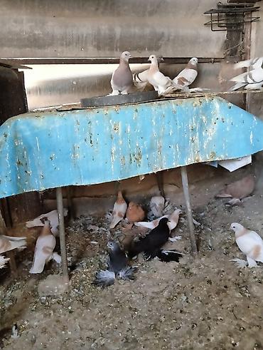 Птицы: Продаю молодых голубей 1 шт стоит пятьсот сом окончательно родители — 6