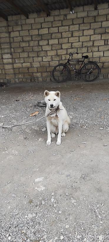 golden it cinsi: Akita-inu, 8 ay, Dişi — 1