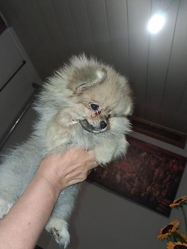 spitz it: Şpitz, 2 ay, Dişi — 8