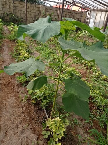 Ağaclar: Pavloniya (Adəm agaclar)satılır .her ölçüdə ağaclar var 5 manatdan 25 -da lalafo.az — 13 Ağaclar: Pavloniya (Adəm agaclar)satılır .her ölçüdə ağaclar var 5 manatdan 25 — 13