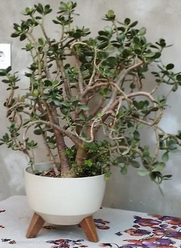 alma gülü: 🍀 Dibçək gülləri 🌱 Pul gülü, Nəzər gülü (Milea), Benjamin, hər biri — 2