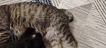 черный мейн кун: Котята домашние, черного окраса (двое), с маленьким белым галстуком у — 6