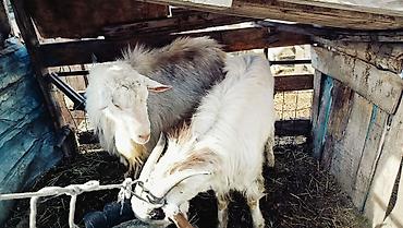 Козы, козлы: Продаю | Козёл (самец) | Полукровка | Для разведения | Осеменитель — 6