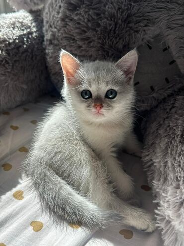 котята бенгальские купить: Британский коротко шерстий котенок 1,5 месяца, чистокровный мальчик