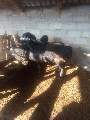 Баран, овца: Продаю | Баран (самец) | Эдильбаевская, Арашан | Для разведения — 7