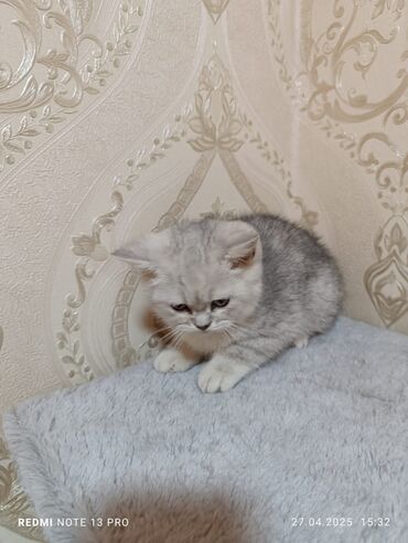 Продажа кошек: Скотиш Страйт (Шотландская прямоухая), 2 месяца, Мальчик, Проглистована, С прививками