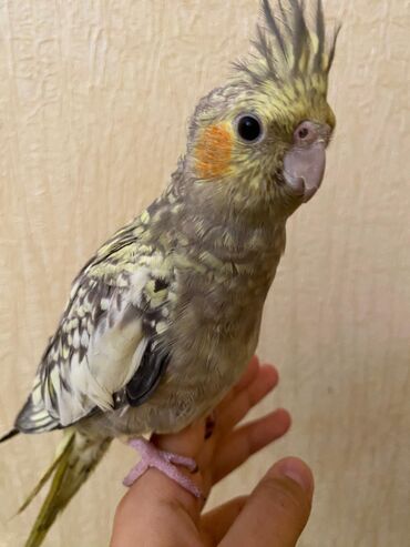 Tutuquşları: Korella,öz papuqaymızdı,bala vaxtdan saxlayırıq 6 aylıqdı, ələ — 9