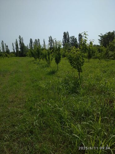 Torpaq sahələrinin satışı: 241 sot, Kənd təsərrüfatı, Mülkiyyətçi, Kupça (Çıxarış), Texniki pasport — 6