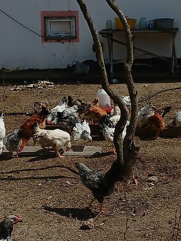 Toyuqlar: ‼️ Təcili Satılır ‼️ 53 ədəd tam sağlam 4.ay yarımlıq colpalar — 9