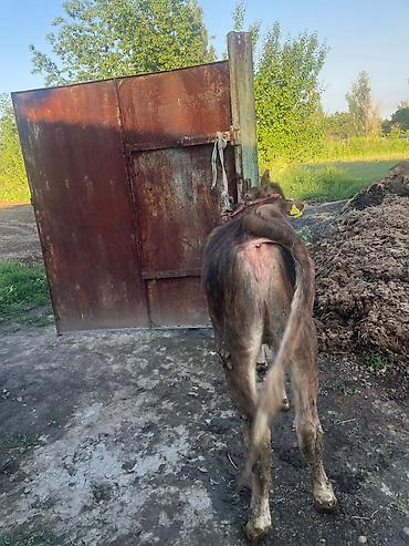 Коровы, быки: Продаю | Бык (самец) | На откорм | Привязанные — 4