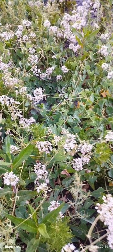 Bal: 100% qarantiya verilir təbii olduğuna! . 100% Təbii Bal zəmanət -da lalafo.az — 27 Bal: 100% qarantiya verilir təbii olduğuna! . 100% Təbii Bal zəmanət — 27