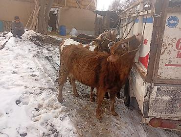 Коровы, быки: Продаю | Тёлка | Не стельные — 5